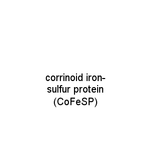 corrinoid iron-sulfur protein (CoFeSP)